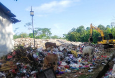 Waduh, Masih Ada Hewan Ternak Dilepas Pemilik di TPA Sampah