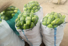 Harga Jual Labu Siam Naik