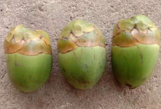 Manfaat Buah Kelapa Kecil (Beluluk) bagi Kesehatan