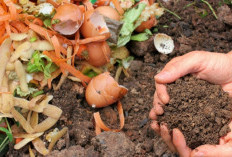 Cara Membuat Larutan Bakteri EM-4 Secara Mandiri di Rumah