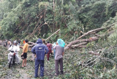 LONGSOR DAN POHON TUMBANG SEMPAT, Jalur Batubrak-Belalau Lumpuh 2 Jam