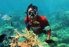Destinasi Snorkeling Terbaik di Dunia: Menyelam dalam Keindahan Alam Bawah Laut