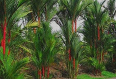 6 Jenis Tanaman yang Efektif Mencegah Jamur di Rumah