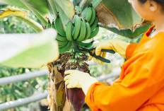 4 Langkah Praktis Mengambil Getah dari Pohon Pisang