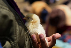 Tragis, di Pria India Meninggal Setelah Menelan Anak Ayam 