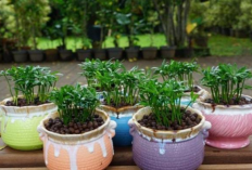 Pot Unik, Dekorasi Taman Lebih Menarik