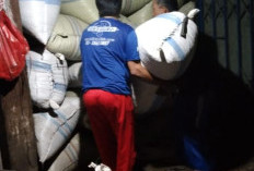 Petani Optimis Harga Kopi Robusta  Naik Hingga Rp65 Ribu Perkilogram