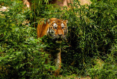 Peristiwa Petani Tewas Diterkam Harimau di Suoh, Pemicu Rasa Trauma Warga