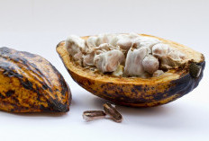 Produksi Kakao di Lampung Barat 1.095 Ton