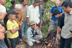 Kerangka Dalam Pohon Aren Gegerkan Sergai, Diduga Pemuda Hilang 2 Tahun