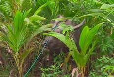 Rusak Tanaman, Warga Tangkap Hewan Ternak Diliarkan