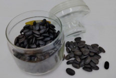 Biji Kedaung, Sumber Protein Nabati yang Lezat dan Kaya Manfaat