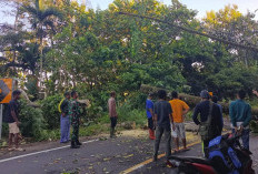 Pohon Tumbang Sempat Tutup Jalinbar Lampung-Bengkulu