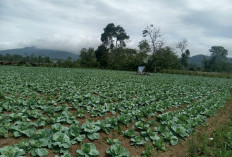 Memasuki Musim Kemarau, Petani Sayur Mulai Kesulitan Air