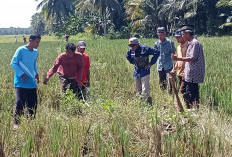 Cegah Gagal Panen, DKPP Gencarkan Gerdal Tikus