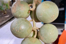 Inilah Beberapa Manfaat Buah Kawista Untuk Kesehatan Tubuh 