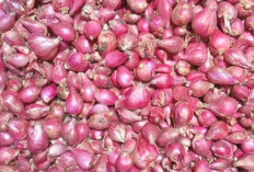 Harga Pangan Hari Ini: Kenaikan Harga Bawang Merah Hingga Rp38.940 per Kg