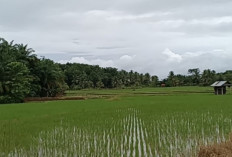 Curah Hujan Tinggi, DKPP Ingatkan Petani  Intensif Pantau Sawah