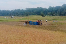 Harga GKP Tingkat Petani Stabil, Tapi Beras di Sejumlah Pasar Naik