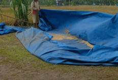 Serangan Hama, Produksi Menurun di Purajaya Menurun