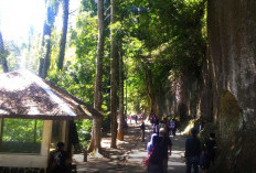 Menikmati Keindahan Alam, Tiga Glamping Tepi Sungai  di Bogor yang Bikin Betah