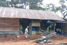 Lagi, Belasan Gajah Rusak Rumah Warga di Suoh