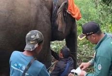 Tim Berhasil Pasang GPS Pada Gajah Lestari 