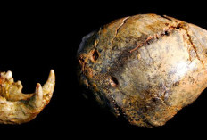 Penemuan Fosil Paranthropus robustus Tantang Pemahaman Ukuran Tubuh Manusia Purba