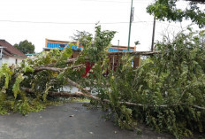 Pohon Tumbang Akibat Cuaca Ekstrem, Tak Ada Korban Jiwa