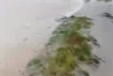 Luapan Sungai Andruman  Rendam Lahan Pertanian 