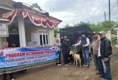 Tutup Tahun 2024, Gunungterang Salurkan Bantuan  25 Ekor Kambing