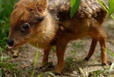 5 Spesies Rusa Terkecil di Dunia, Ada yang Tingginya Tak Sampai 30 Sentimeter