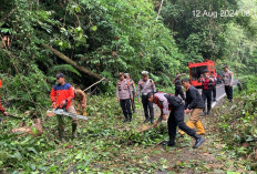 Pohon Tumbang Hambat Lalulintas Liwa-Krui