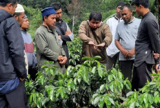 Sistem Pagar Usia 4 Tahun   Kebun Model Asa Coffee Hasilkan 10 Ton Produksi