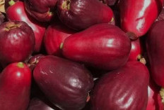 Jambu Jamaika: 8 Manfaatnya bagi Kesehatan Tubuh