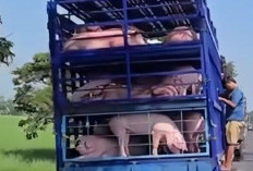 Viral Video Truk Pengangkut Babi Disiram Air di Pinggir Jalur Pantura Indramayu, Warga Keberatan dengan Dampak