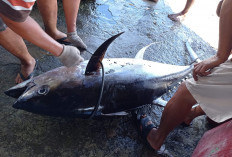 Cuaca Buruk Pengaruhi Pasokan Ikan di Pesisir Barat