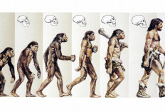 Studi Evolusi Jangka Panjang: Memahami Proses Evolusi Secara Real-Time