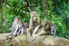 Monkey Forest Ubud, Perpaduan Alam hingga Warisan Budaya Suci