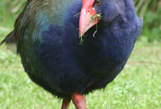  Takahe: Burung Prasejarah yang Kembali Hidup Setelah Dinyatakan Punah