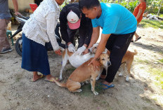 DKPP Imbau Masyarakat  Waspada Penularan Rabies