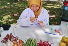 DKPP Pesbar Pastikan Sayur  dan Buah Aman Dikonsumsi
