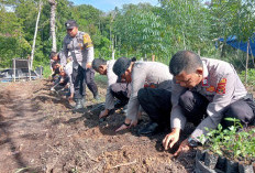 Ketahanan Pangan Keluarga, Polsek Pesisir Tengah Bersama Warga Tanam Cabai