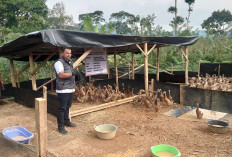 Bangkitkan Ekonomi Warga, Pekon Gunungterang Kembangkan Usaha Peternakan 