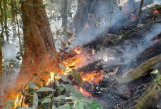 TIM Gabungan Berjibaku Padamkan Kebakaran di Gunung Remas Reg 44 Way Tenong-Kenali