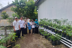 Demplot Cabai Berkembang, Lomsel Siapkan Jadi  Program Berkelanjutan