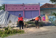 BPBD Pesisir Barat Bersihkan Pohon Tumbang 