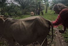 DKPP Tunggu Hasil Inseminasi Buatan pada Sapi Krui