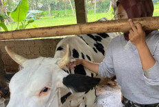 Maksimalkan Vaksinasi PMK,  Sasar Sapi dan Kerbau Petani