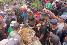 Tim Gabungan Evakuasi Harimau yang Tertangkap Kandang Jebak